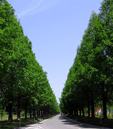 水杉林荫大道