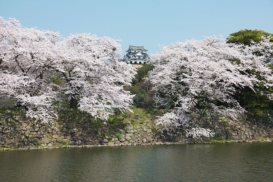 彦根城桜まつり